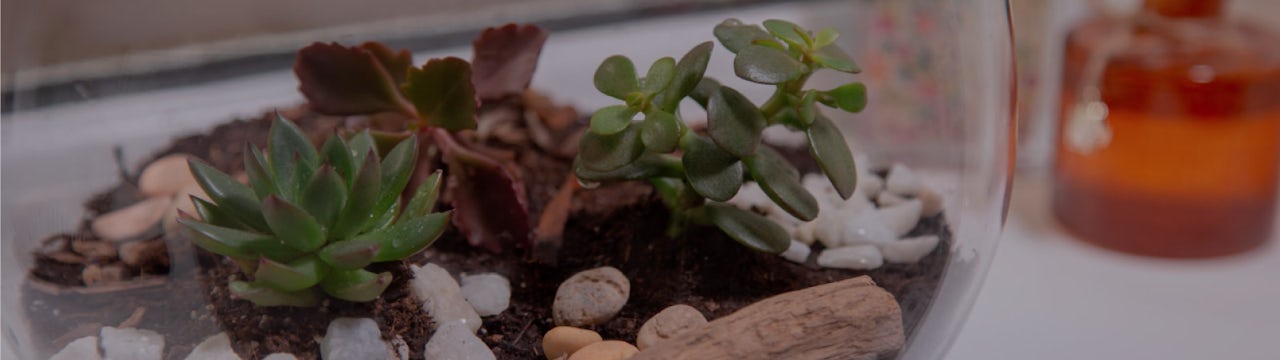 How to make a terrarium indoor miniature garden