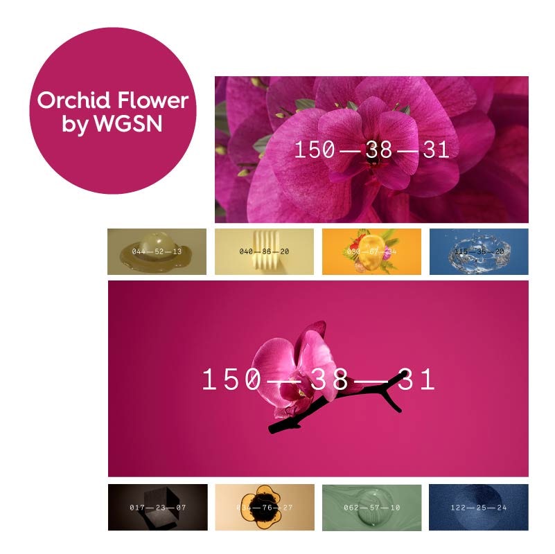 WGSN colour of the year 2022: Orchid Flower mood board