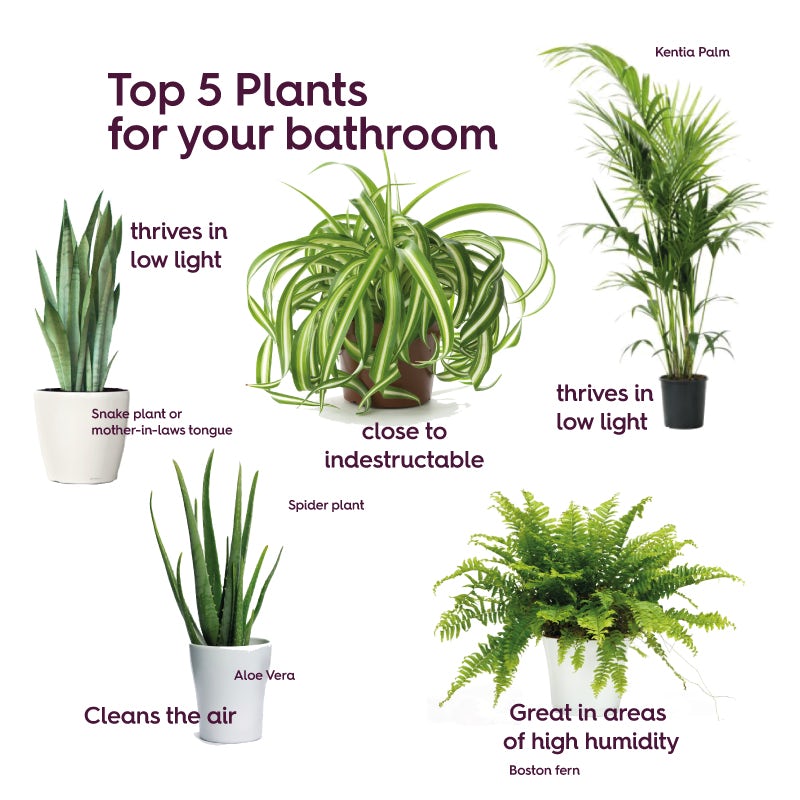 Best plants for bathrooms