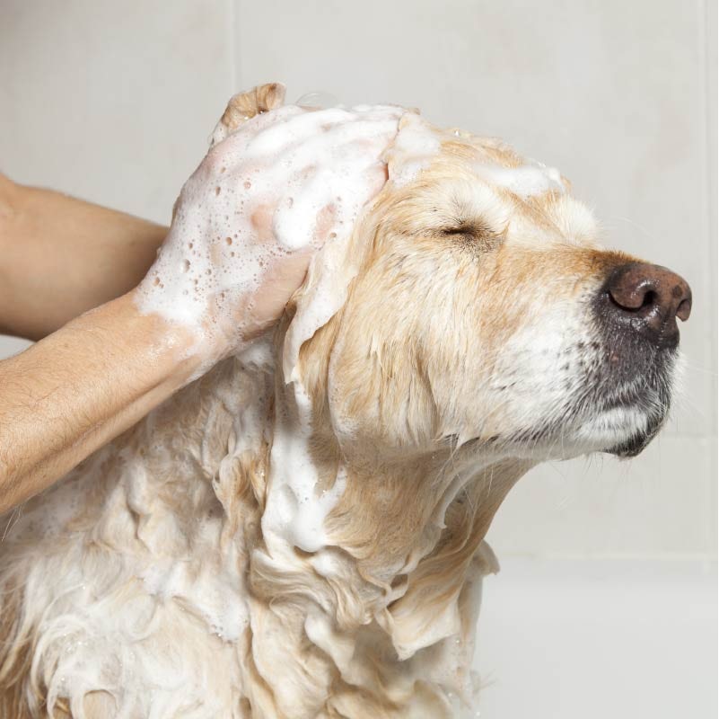 Bathing your dog