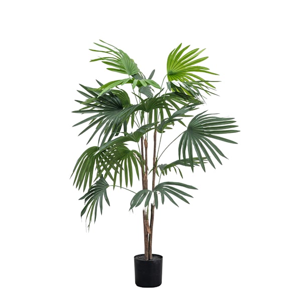 Accents chinese fan palm