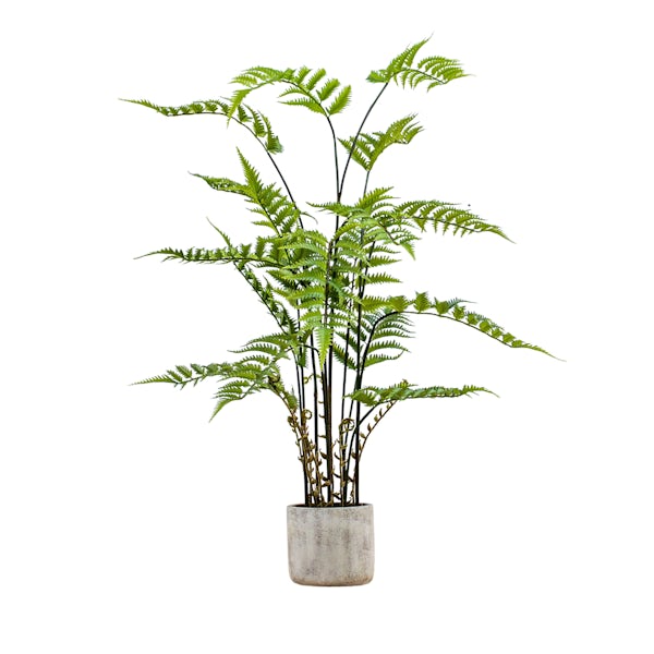 Accents potted fern with cement pot